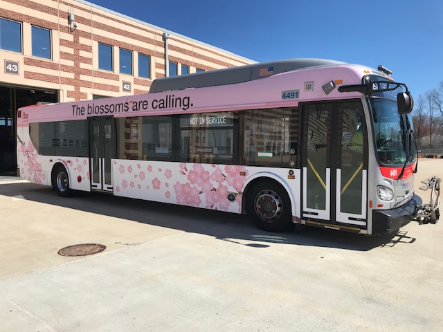 2023 Cherry Blossom Bus Wrap