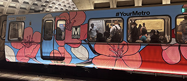 Track in real time: Metro's 2025 special addition cherry blossom train and buses.